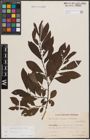 Foto von Salix cinerea L.
